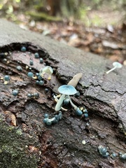 Mycena cyanocephala
