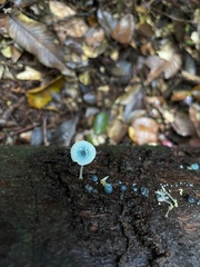 Mycena cyanocephala