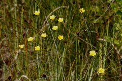 Linum maritimum