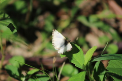 Heliopetes omrina