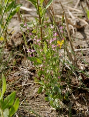 Schenkia spicata