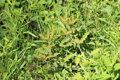 Solanum juvenale