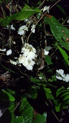 Adelphia macrophylla