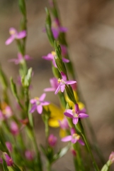 Schenkia spicata