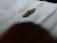 Eupithecia cocciferata