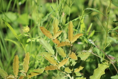 Solanum juvenale