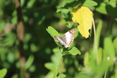 Heliopetes omrina