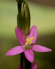 Schenkia spicata