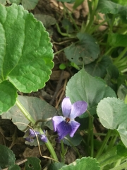 Viola odorata