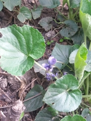 Viola odorata
