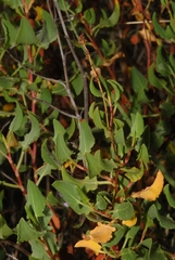 Rumex roseus