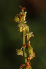 Rumex roseus