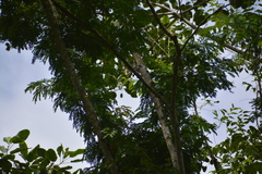 Pachyramphus marginatus