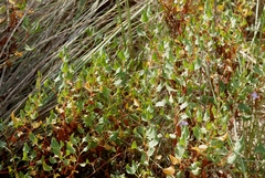 Rumex roseus