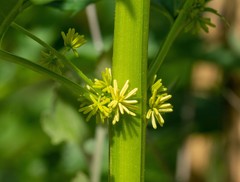 Datisca glomerata