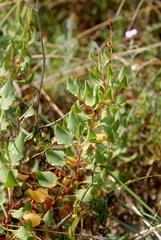 Rumex roseus