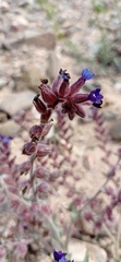 Anchusa undulata