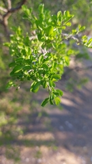 Condalia hookeri