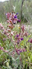 Anchusa undulata