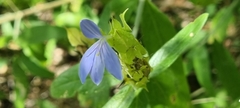 Megalochlamys revoluta
