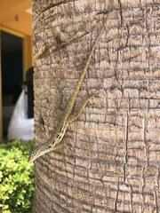 Anolis lineatus