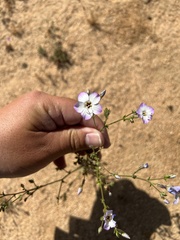 Gilia cana