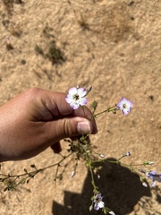 Gilia cana
