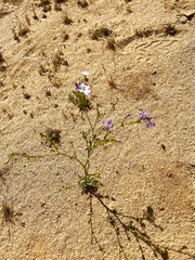 Gilia cana