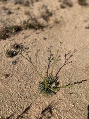 Gilia cana