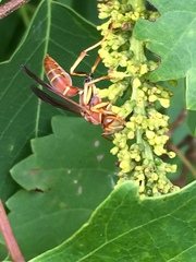 Polistes bahamensis
