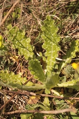 Tyrimnus leucographus