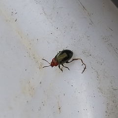 Podagrica fuscicornis