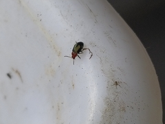 Podagrica fuscicornis