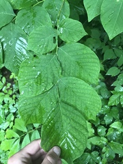 Cladrastis kentukea