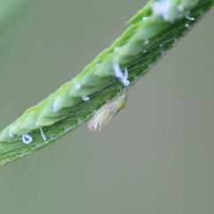 Acizzia jamatonica