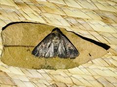 Cerastis faceta
