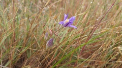 Brodiaea elegans elegans