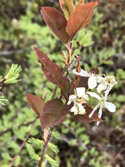 Amelanchier laevis