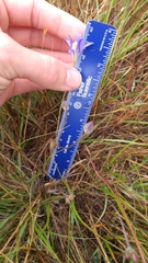 Brodiaea elegans elegans