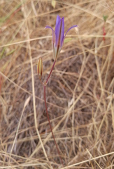 Brodiaea elegans elegans
