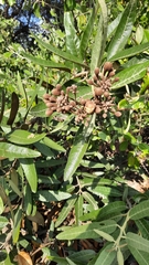 Colicodendron scabridum