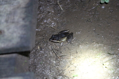 Leptodactylus didymus