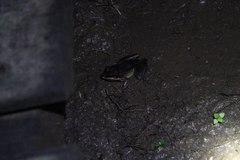 Leptodactylus didymus