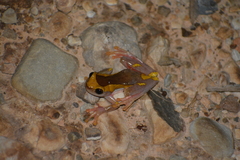 Dendropsophus salli