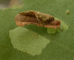 Coleophora siccifolia