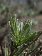 Artemisia rigida