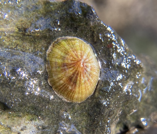 Spotted Limpet