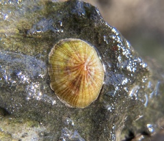 Eoacmaea pustulata