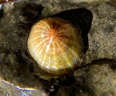 Eoacmaea pustulata