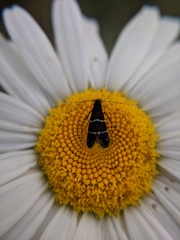 Adela septentrionella